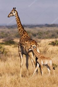 Mladá žirafa s matkou — Stock Fotografie © searagen #7337704