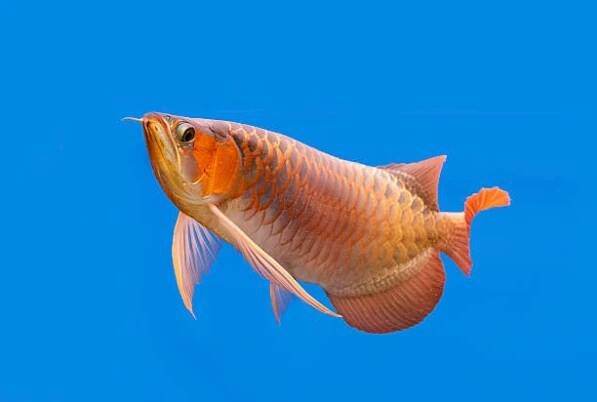 zlatá arowana plave v nádrži na ryby. - osteoglossidae - stock snímky, obrázky a fotky