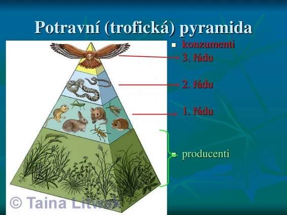 PPT - Potravní vztahy v ekosystémech PowerPoint Presentation, free download - ID:647159