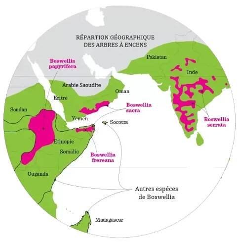 Terre de l'encens | Résine naturel d’encens du Sultanat d'Oman