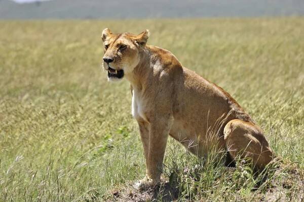 Národní rezervace Masai Mara - Safari a dovolená v Keni