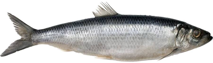 Herring web final