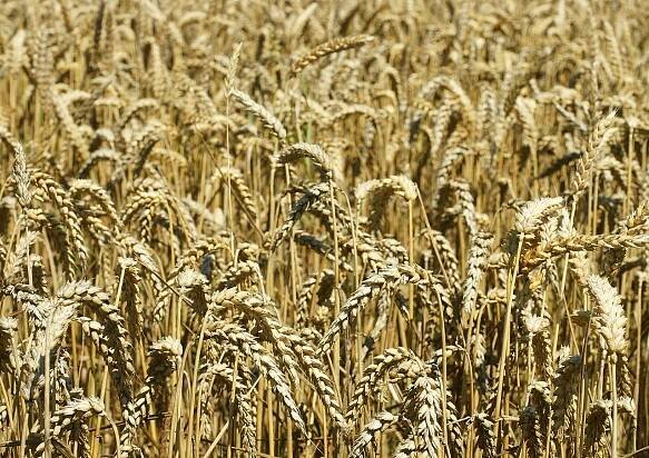 Soubor:Triticum aestivum (ripe) 3.jpg – Wikipedie