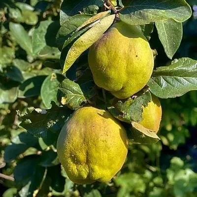 Obrázek produktu pro Cydonia oblonga 'Vranja', kdoulovec, 5litrový květináč