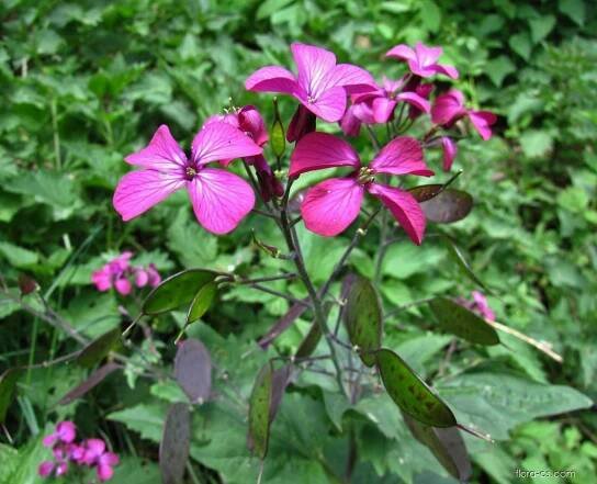 Měsíčnice roční (Lunaria annua), květy, květenství