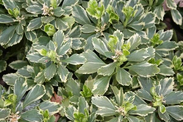 Tlustonitník klasnatý ´VARIEGATA´ kont. 0,5 l | Lumigreen.cz