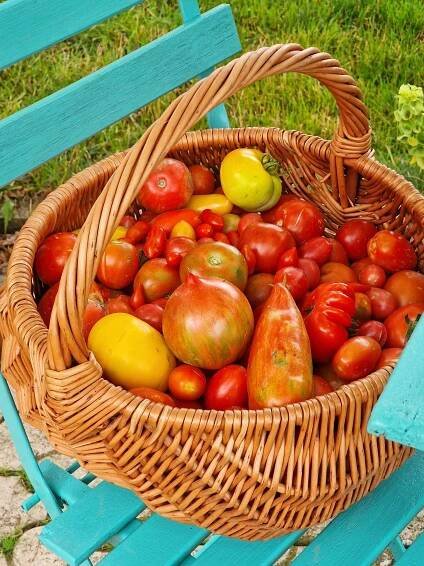 Rajčata ze sluníčka - 0,5kg (mnoho odrůd včetně cherry) - Statek na Opuce
