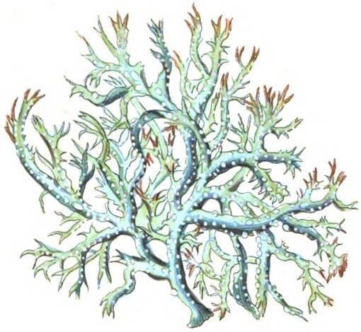 Ekhöfts Flechten – Ekhöft