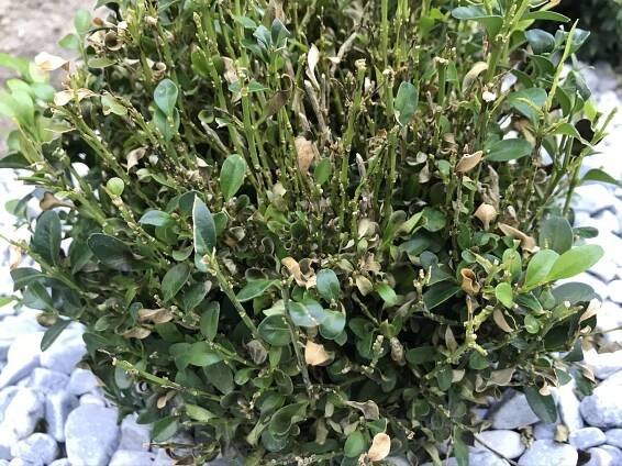 Buxus- co jej ničí