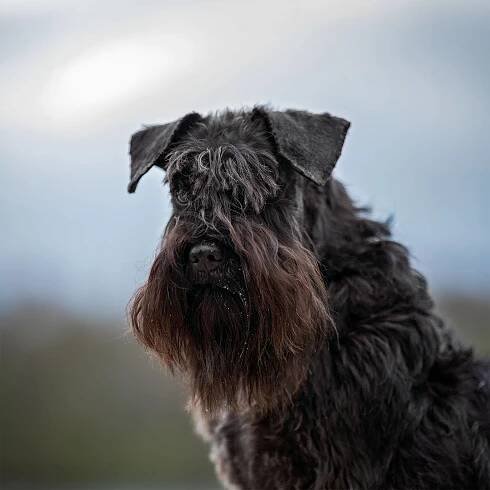 Hond : Portret – Gea Strucks fotografie
