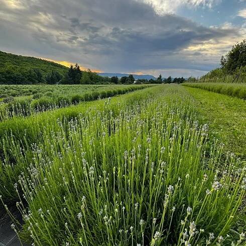 Levanduľovo Bátovce - levandulové pole na Slovensku - Za Vůní LEVANDULE