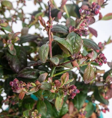 Kanadská borůvka, Vaccinium corymbosum Pink Breeze, skladem | ZAZUMi.cz