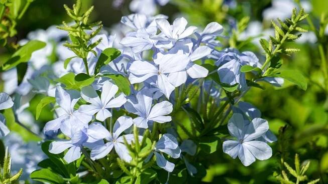 Clusters of fragrant, light purple flowers with five petal lobes on spreading stems.
