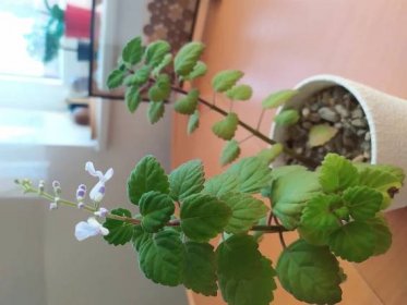 Neznámá rostlina s bílými květy pěstovaná v květináči (Plectranthus ernstii) | Poradna bylinky, byliny, babské rady - Bylinky