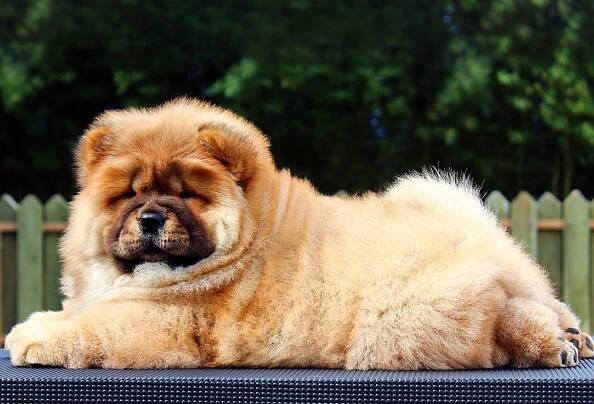 filhote de chow-chow