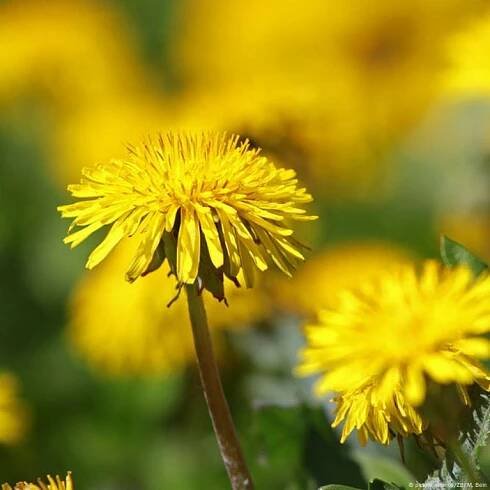 Dandelion rubber for sustainable tires?