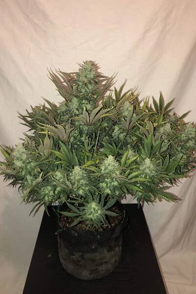 Gorilla Auto feminizovaná semínka - Samonakvétací semínka konopí 42 Fast Buds Česko