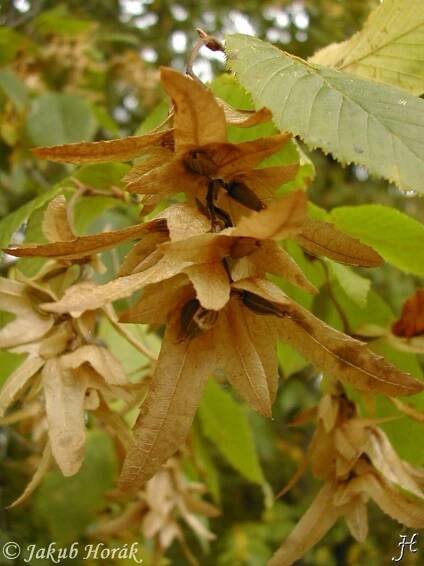 Carpinus betulus - habr obecný
