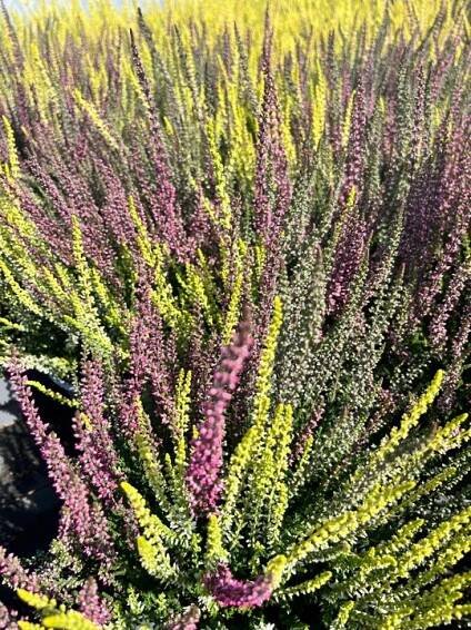 Vřes Calluna vulgaris tříbarevný - sazenice
