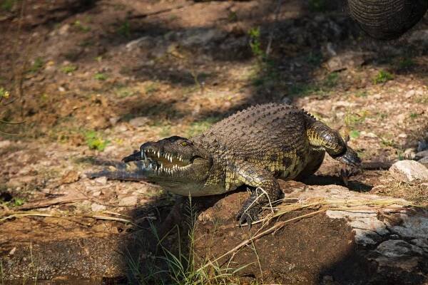 Chobe NP - ipphoto.cz
