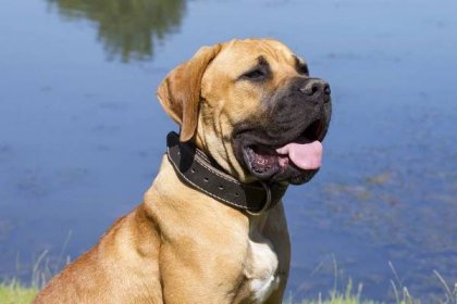 Boerboel - All Big Dog Breeds