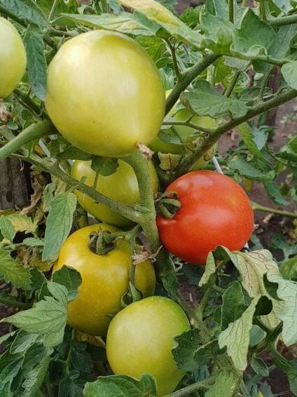 Shaker Big Red Tomato: popis odrůdy, vlastnosti, kultivace, recenze, fotografie
