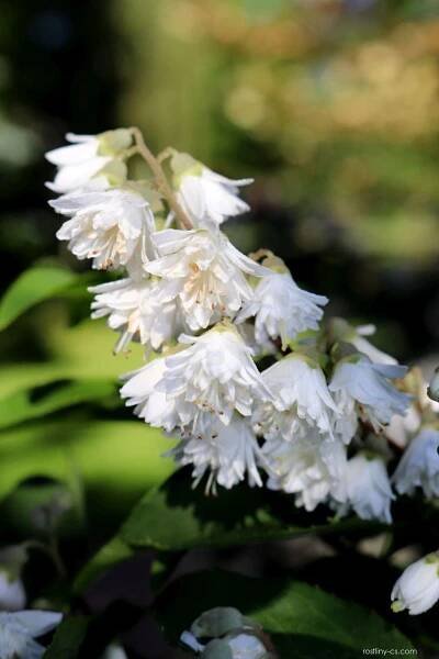 Trojpuk drsný (Deutzia scabra), květy, květenství
