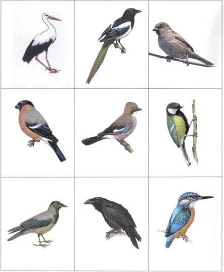 Birds Perched on Top of Each Other