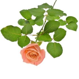 Růžová růže MISS PIGGY+ 60cm (L)