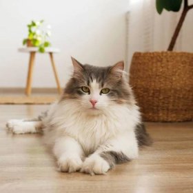 siberian cat with green eyes lying on the floor at home