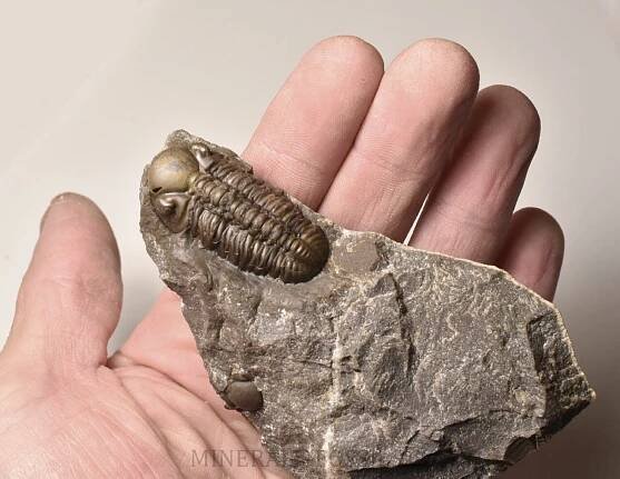 trilobit Reedops decorus | minerals-fossils.cz