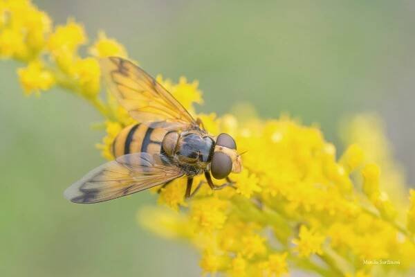 dvoukřídlí-pestřenkovití - Fotografie zvířat a přírody - Monika Suržinová