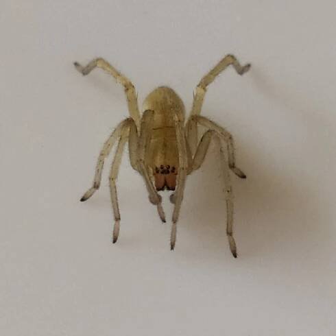 Zápřednice Mildeova (Cheiracanthium mildei)