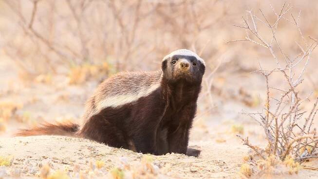 Mustelids — International Otter Survival Fund