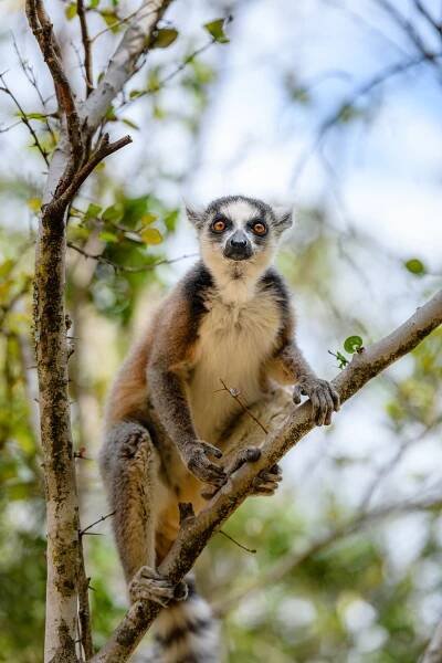 Madagascar 2019