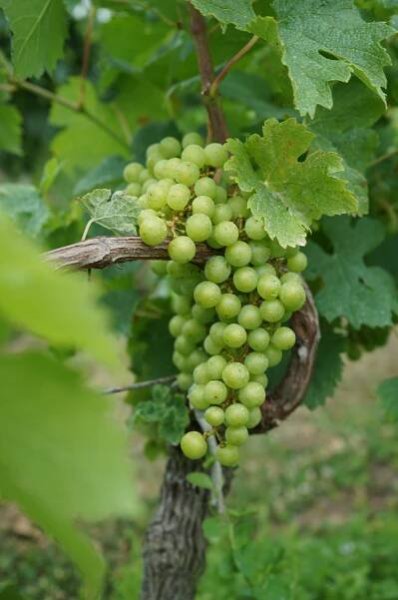 Château Baby - Vignobles Lamont
