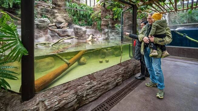 Vzácně chovaný varan bělohrdlý ve dvorském safari parku je velký mazel, rád se nechává hladit | Hradec Králové