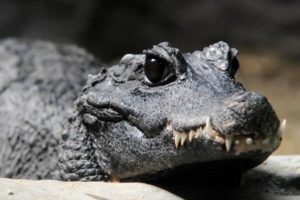 Krokodýl čelnatý | Zoo Olomouc - Svatý Kopeček