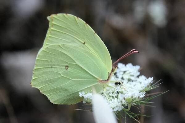 Gonepteryx rhamni. Brimstone.