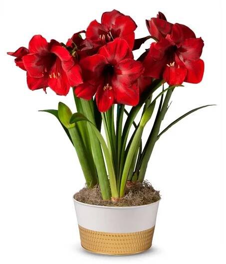 Amaryllis Trio Bulb Garden