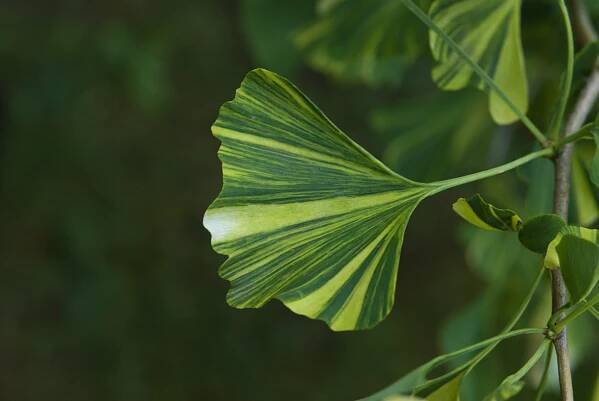 Jinan dvoulaločný Variegata (Ginkgo biloba)