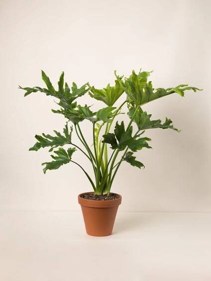 Semena: Philodendron selloum Hope