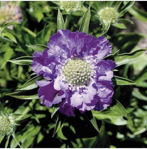 Scabiosa BLUE