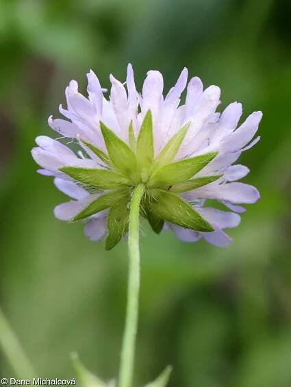 Knautia arvensis – chrastavec rolní • Pladias: Databáze české flóry a vegetace
