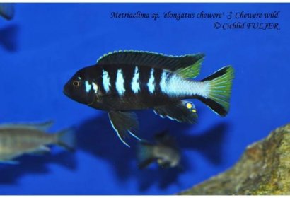 Metriaclima sp. ‘elongatus chewere’ Chewere