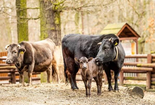 Mláďata domácích zvířat v Zoo Ostrava :: Regiony 24.cz - Internetové zpravodajství ze všech regionů České republiky