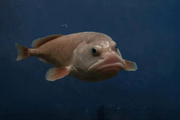 Ryba blobfish byla vyhlášena nejošklivějším tvorem Země. Vypadá jako lidská tvář
