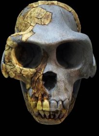 Ardipithecus ramidus – Wikipedie