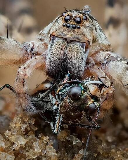 bezplatná Základová fotografie zdarma na téma Afrika, anatomie pavouka, arachnofobie Základová fotografie