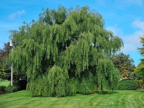 Weeping Willow Trees For Sale Ireland